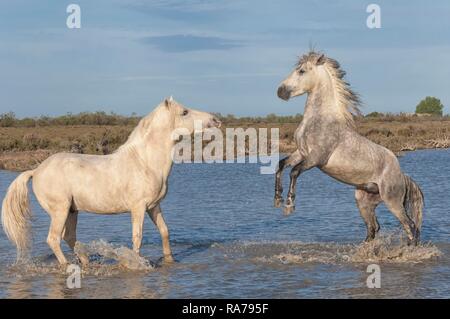 Camargue Pferde, Hengste, im Wasser kämpfen, Bouches du Rhône, Frankreich, Europa Stockfoto