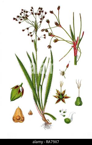 Haarige Holz - Rush (luzula Pilosa), Heilpflanzen, historische Chromolithography, 1796 Stockfoto