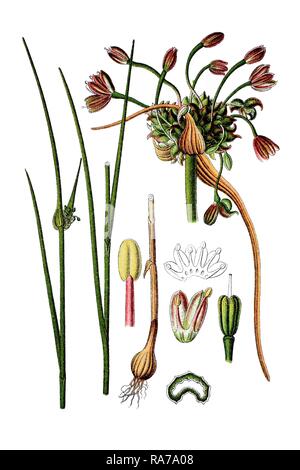 Feld Knoblauch (Allium oleraceum), Heilpflanzen, historische Chromolithography, um 1796 Stockfoto