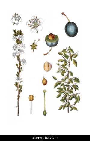 Blackthorn, Schlehe (Prunus spinosa), Heilpflanzen, historische Chromolithography, um 1796 Stockfoto