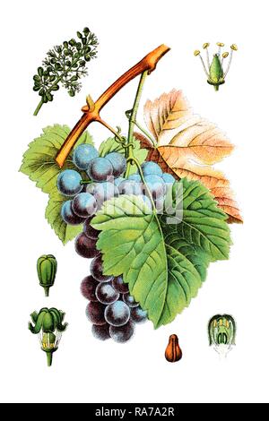 Gemeinsame Weinrebe (Vitis vinifera), historische Chromolithography, um 1796 Stockfoto
