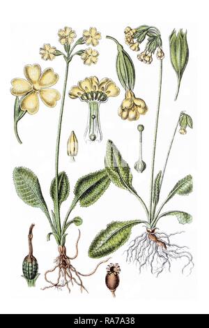 Links: True oxlip (Primula elatiorbegonie Erdbeere), rechts: Schlüsselblume (Primula officinalis), Heilpflanzen, historische chromolithography Stockfoto