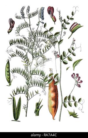 Links: Fein-leaved Wicke (Vicia tenuifolia), rechts: Feinblatt-Vogel - Wicke Wicke (Vicia dumetorum), Heilpflanzen Stockfoto