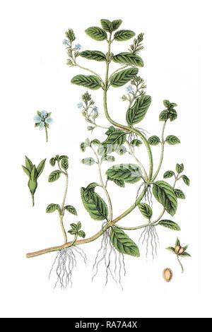 Brooklime oder Europäischen Ehrenpreis (Veronica beccabunga), Heilpflanzen, historische Chromolithography, circa 1796. Stockfoto