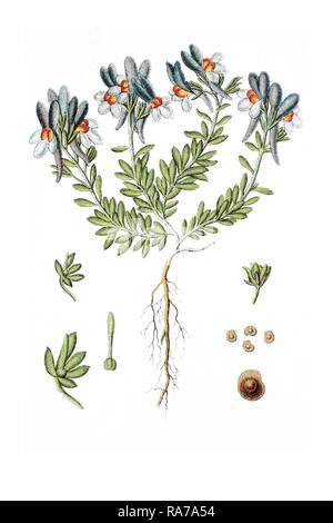 Alpine Toadflax (Linaria alpina), Heilpflanzen, historische Chromolithography, circa 1796. Stockfoto