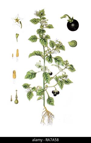 Schwarzer Nachtschatten (Solanum nigrum), Heilpflanzen, historische Chromolithography, circa 1796. Stockfoto