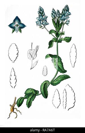 Weitläufige Ehrenpreis (Veronica prostrata), eine Heilpflanze, historische Chromolithography, ca. 1796. Stockfoto