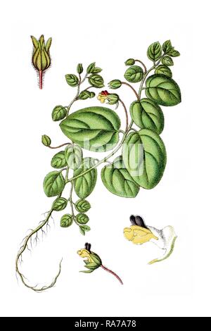 Roundleaf Cancerwort oder Runde-leaved Fluellin (Antirrhinum arvense), Heilpflanzen, historische Chromolithography, Ca. 1786 Stockfoto