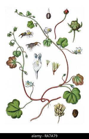 Ivy-leaved Toadflax oder Kenilworth Efeu (Antirrhinum cymbalaria), Heilpflanzen, historische Chromolithography, Ca. 1786 Stockfoto