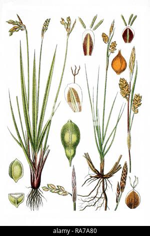 Links, Vögel Fuß Segge (Carex ornitopoda), rechts, glänzend Segge (Carex Nitida), Heilpflanzen, historischen chromolithography Stockfoto