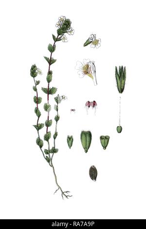 Gemeinsame Augentrost (Euphrasia officinalis), Heilpflanzen, historische Chromolithography, ca. 1796. Stockfoto