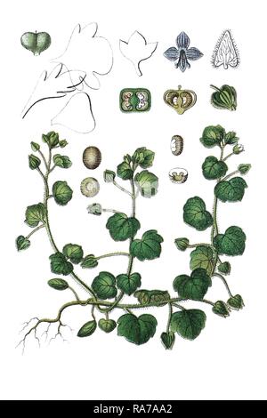 Ivy-leaved Ehrenpreis (Veronica hederifolia), Heilpflanzen, historische Chromolithography, ca. 1796. Stockfoto