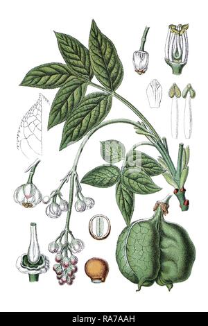 Europäischen bladdernut (Staphylea pinnata), Heilpflanze, historischen Chromolithography, ca. 1796. Stockfoto