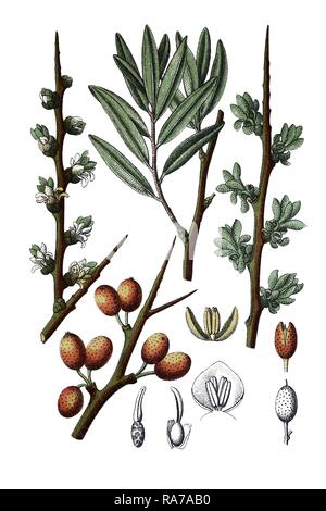 Gemeinsame Sanddorn (Hippophae rhamnoides), eine Heilpflanze, historische Chromolithography, ca. 1796. Stockfoto