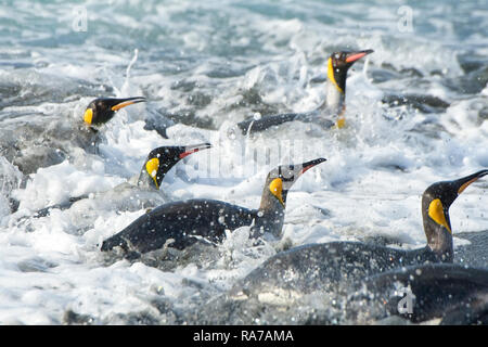 Königspinguine die Wellen surfen in St. Andrews Bay, South Georgia Stockfoto