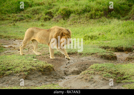 Große Afrikanische männliche Löwe wandern in der Serengeti in Tansania, Afrika Stockfoto