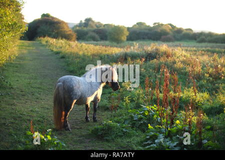 Shetland Pony auf einer Wiese Stockfoto