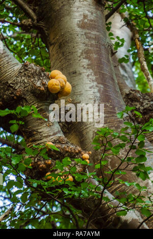 Llao Llao, ein Pilz aus Patagonien, der wächst auf coihues oder zypressen Filialen. Stockfoto