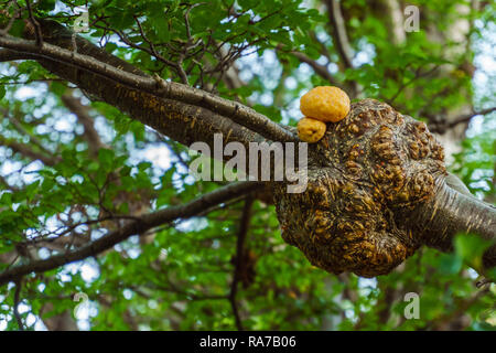 Llao Llao, ein Pilz aus Patagonien, der wächst auf coihues oder zypressen Filialen. Stockfoto