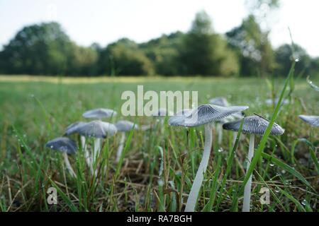 Pilze auf einer Wiese im Park Stockfoto