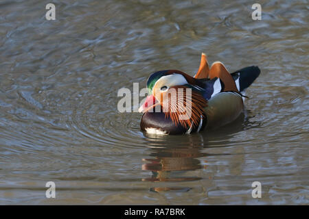 Eine atemberaubende männliche Mandarinente (Aix galericulata) Schwimmen in einem See in Großbritannien. Stockfoto