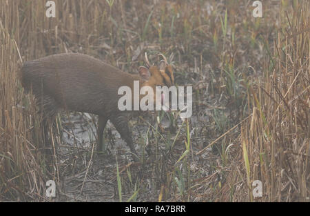 Eine atemberaubende Hirsch Muntjac Rotwild (Muntiacus reevesi) stehen in einem Reed Bett am Rande eines Sees in einer kalten, nebligen nasse Winter Tag. Stockfoto