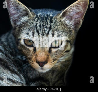 Porträt eines Europäischen Cat Stockfoto