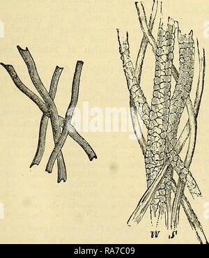 : Cooley cyclopedia von praktischen Einnahmen und Sicherheiten Informationen in den Künsten, fertigt, Berufe und Branchen wie Medizin, Pharmazie, Hygiene, und die heimische Wirtschaft: Als umfassende Beilage des Arzneibuchs und allgemeine Buch der Referenz für den Hersteller, Handwerker, Bewunderer, und Köpfe von Familien. Stockfoto