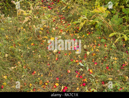 Große Ernte der Äpfel, reife Äpfel vom Baum und Liegen im Gras fiel, Herbst Hintergrund. Stockfoto