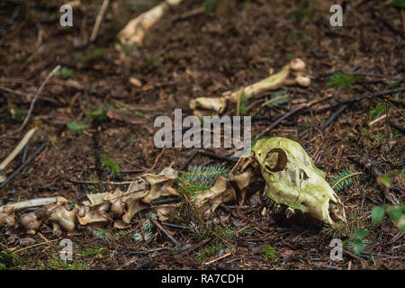 Red Deer skeleton von Wilderern links Stockfoto