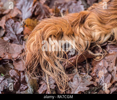 Nasse Hunde Schwanz im Herbst Blätter Stockfoto