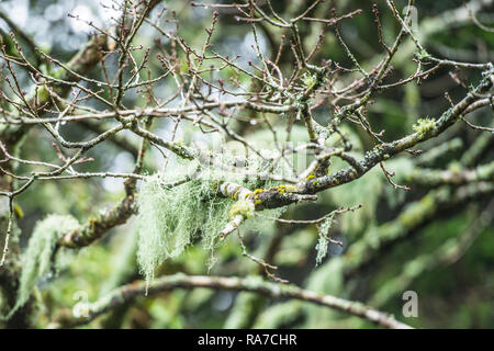 Usnea subfloridana Flechten g auf Bäumen im Winter Stockfoto