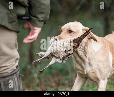 Gelbe Labrador Retriever Durchführung Fasan Stockfoto