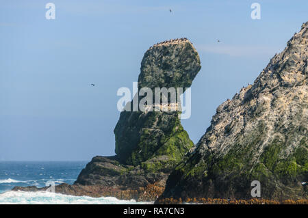 Tele geschossen von der felsigen Küste der Shag Rocks. Diese Felsen sind sechs kleine, unbewohnte Inseln, auf der die meisten westlichen Teil von South Georgia. Sie Ein Stockfoto