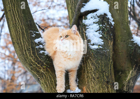 Eine schöne grosse rote Katze sitzt auf einem Baum im Winter Stockfoto