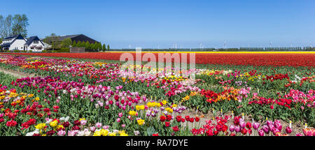 Panorama der lebendige bunte Tulpen Blumen in Flevoland, Niederlande Stockfoto