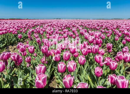 Bereich der lila Tulpen in Nordostpolder, Niederlande Stockfoto