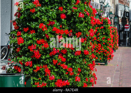 Viele leuchtend roten Blüten. Reihen von hellen Pflanzen auf einer Straße in Holland. Stockfoto