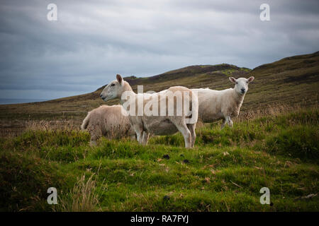 Schafe weiden in einer wilden Wiese in Schottland. Stockfoto