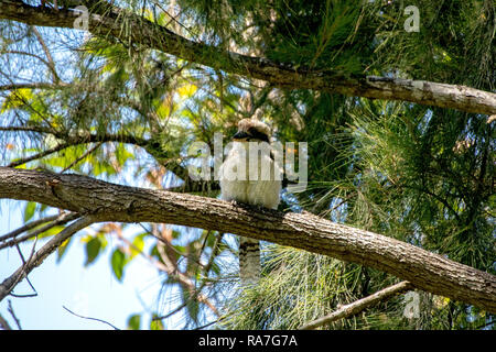 Ein Kookaburra thront auf einem Zweig in einem Gum Tree Stockfoto