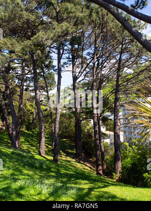 Hohe Kiefern werfen lange Schatten über einen grasbewachsenen Hügel im Wellington Botanic Garden, Neuseeland, mit Blick auf städtische Gebäude dahinter Stockfoto