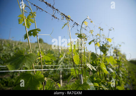 Eine Nahaufnahme der horizontalen Blick auf die Spitze der Weinreben in einem Weinberg in Norditalien wächst Stockfoto