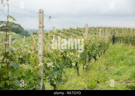 Die Landschaft der Weinberge in der Region Piemont im Norden von Italien, in der Nähe von Barolo Stockfoto