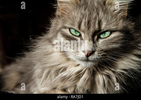 Schönen Persischen Katze mit langen grauen Haaren sieht sie mit den Augen eines magischen deep green Stockfoto