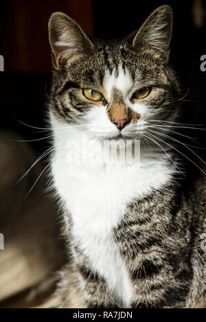 Liebevolle Katze steht stolz vor die Linse posiert mit einem Fast trotzigen Blick Stockfoto