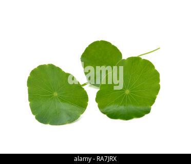 Gotu Kola auf weißem Hintergrund Stockfoto