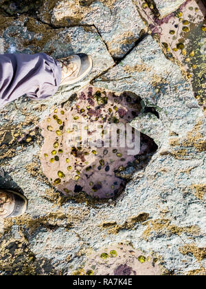 Seltene Dinosaur Footprint der Sauropoden - dominiert von tracksite Rubha nam Brathairean, Brüder - Isle of Skye, Schottland. Stockfoto