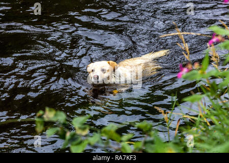 Pures Glück, wenn ein kleiner Kreuzungshund durch dunkles Flusswasser schwimmt und einen erfrischenden Sommerspaß genießt Stockfoto