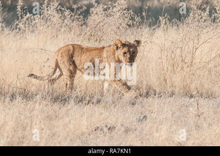 Lion cub Wandern im hohen Gras Stockfoto