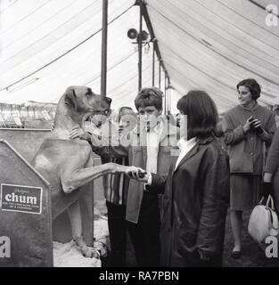 1965, Thame zeigen, junge Dame Halten der Pfote einer Dogge Hund an einer landwirtschaftlichen zeigen, die zeigen, in Thame Thame, Oxfordshire, England, UK. Stockfoto